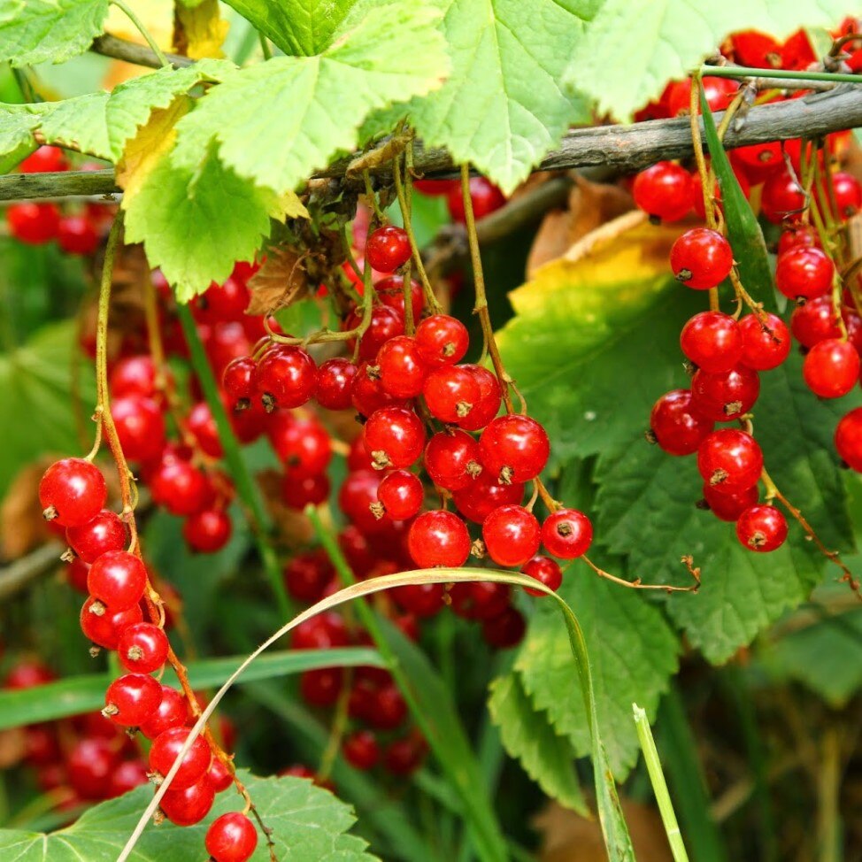 Семена Смородина красная 15 ШТ
Семена Смородина красная 15 ШТ