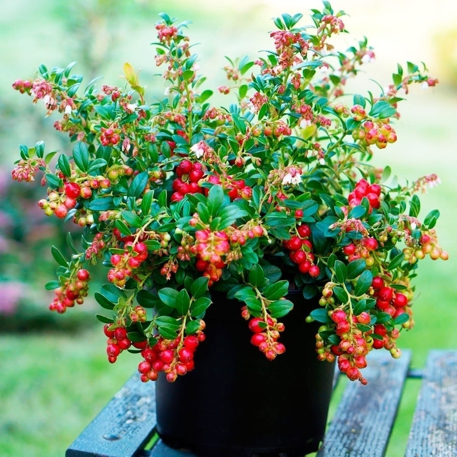 Брусника Хадион СЕМЕНА Лесландия (20 семян)
Брусника Хадион СЕМЕНА Лесландия (20 семян)