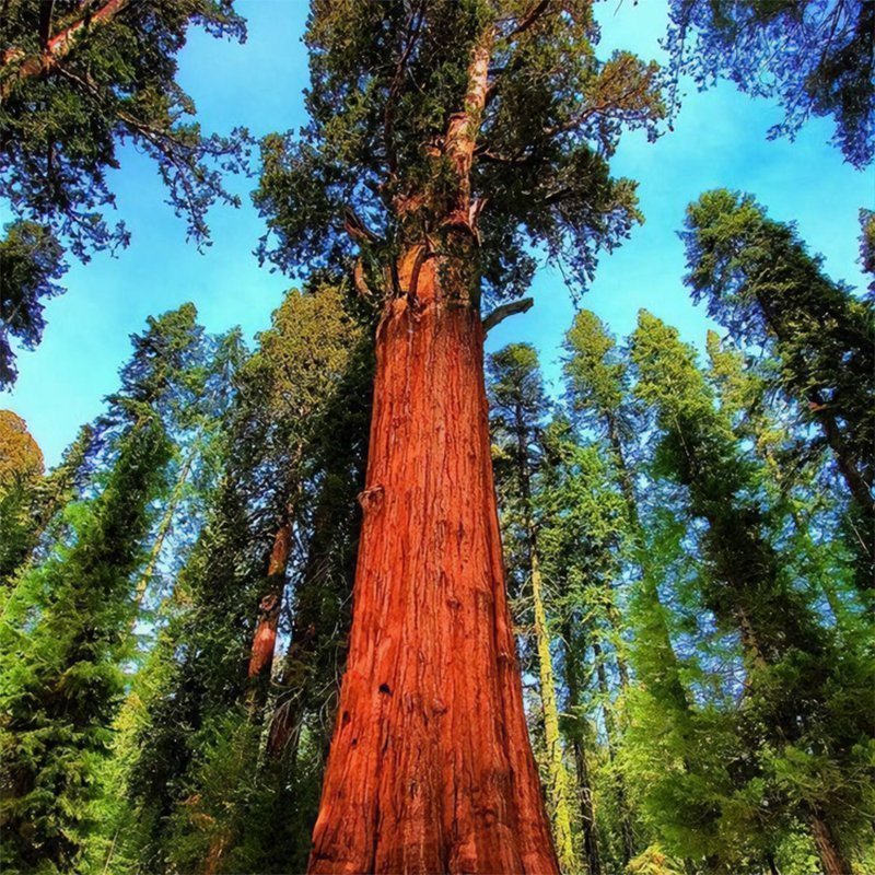 Секвойя вечнозелёная или Секвойя красная СЕМЕНА (Sequoia sempervirens) Семена секвойи натуральные. 20 семян
Секвойя вечнозелёная или Секвойя красная СЕМЕНА (Sequoia sempervirens) Семена секвойи натуральные. 20 семян