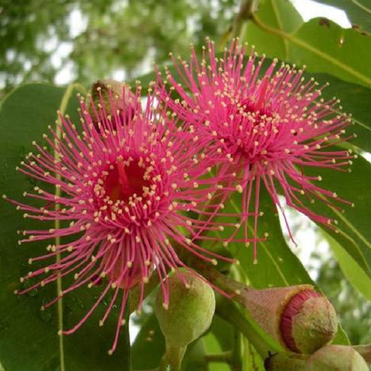 Эвкалипт Гибрид семена 500 шт.
Эвкалипт Гибрид семена 500 шт.