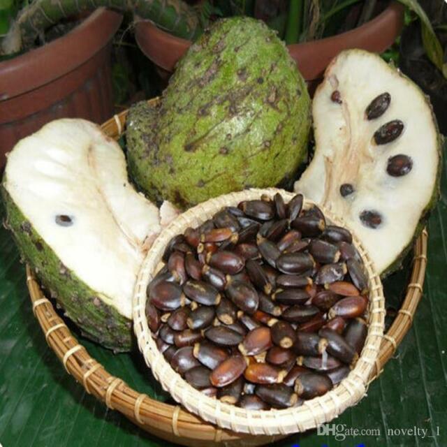 Семена Гуанабана, Сметанное яблоко, Анона колючая (3 семени)
Семена Гуанабана, Сметанное яблоко, Анона колючая (3 семени)