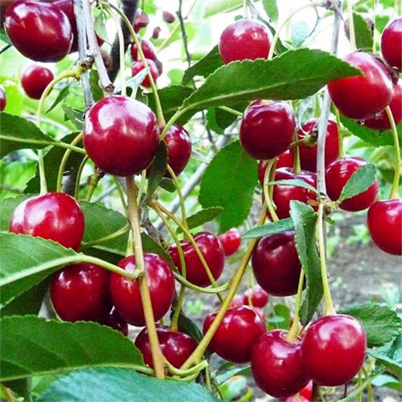 Семена Вишня кустовая уральская Рубин 10 ШТ
Семена Вишня кустовая уральская Рубин 10 ШТ