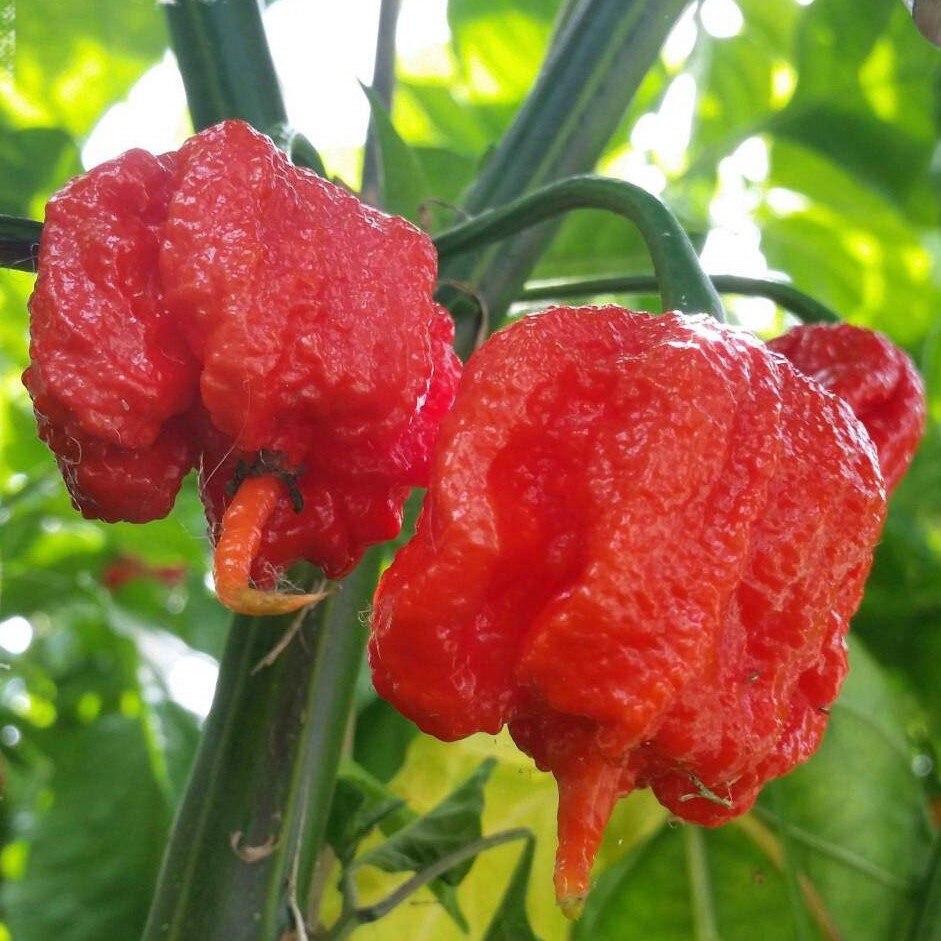 Семена Перец острый Carolina Reaper Орешка 5 шт
Семена Перец острый Carolina Reaper Орешка 5 шт