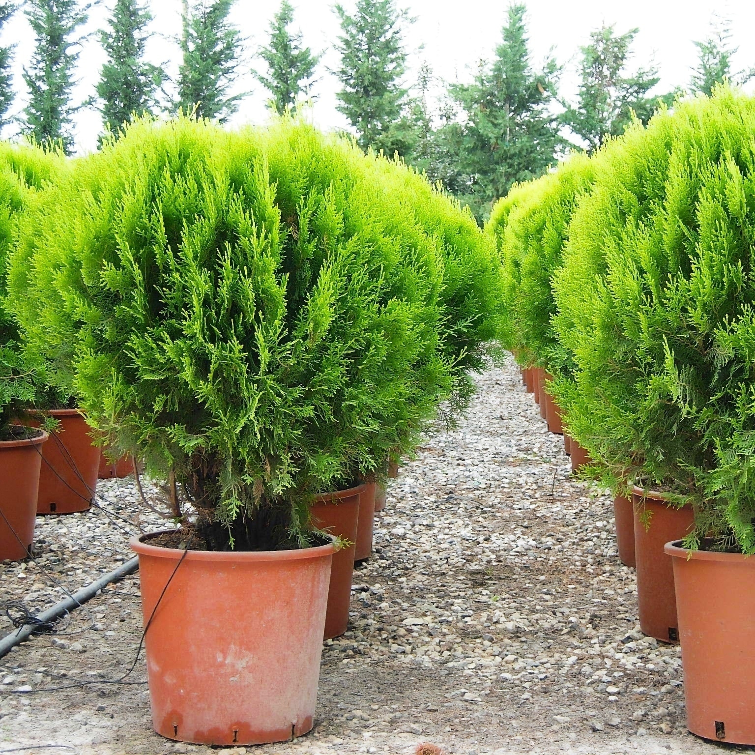 Туя Восточная Окул (Биота) СЕМЕНА 25 шт 
Туя Восточная Окул (Биота) СЕМЕНА 25 шт