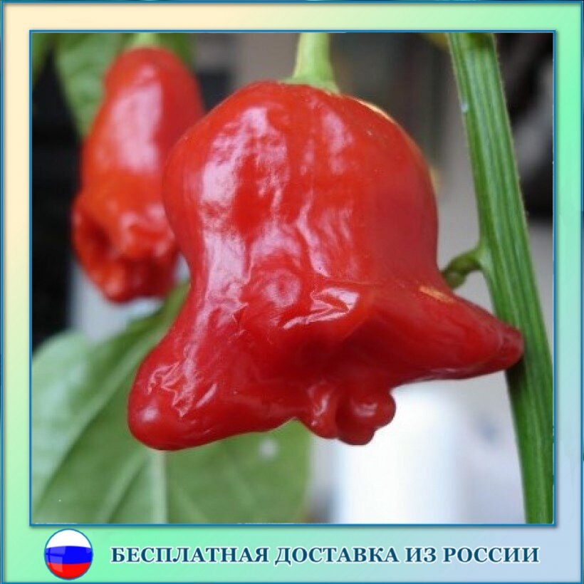 Перец полуострый Фонарик семена 10 шт.
Перец полуострый Фонарик семена 10 шт.