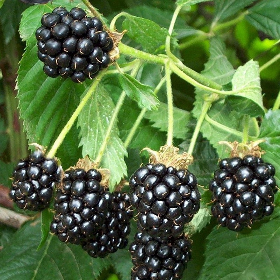 Семена Ежевика обыкновенная 15 ШТ
Семена Ежевика обыкновенная 15 ШТ