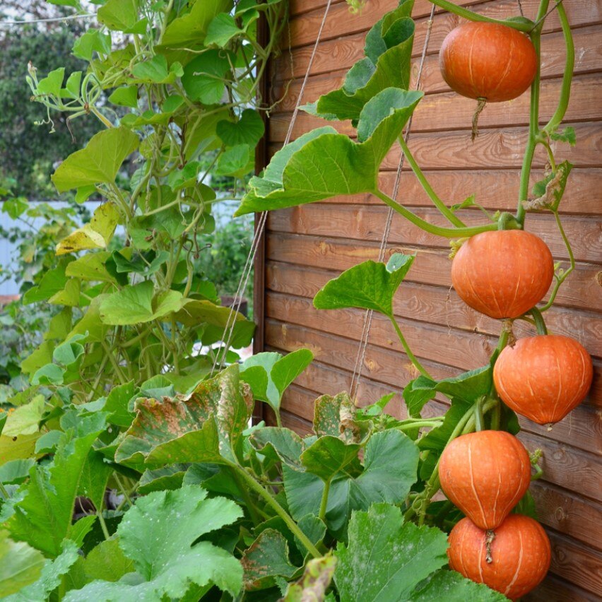 Семена Тыква Лесной орех 5 ШТ
Семена Тыква Лесной орех 5 ШТ