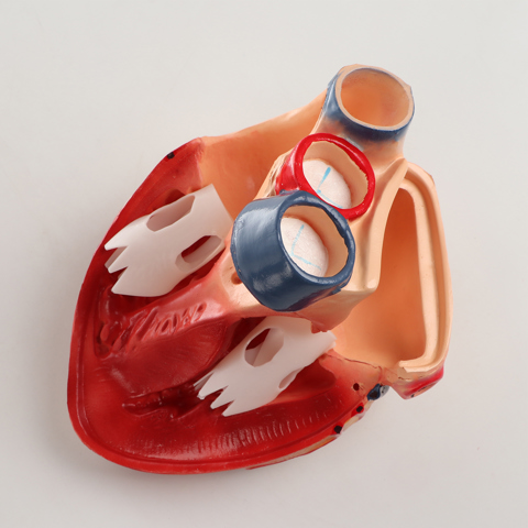 Анатомическая модель 'Макет сердца человека', 26x18x22 см