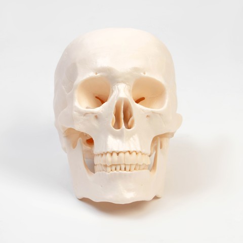 Анатомическая модель 'Макет черепа человека', 20x15x18 см