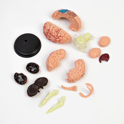 Анатомическая модель 'Макет мозга человека', разборный, 10x10 см