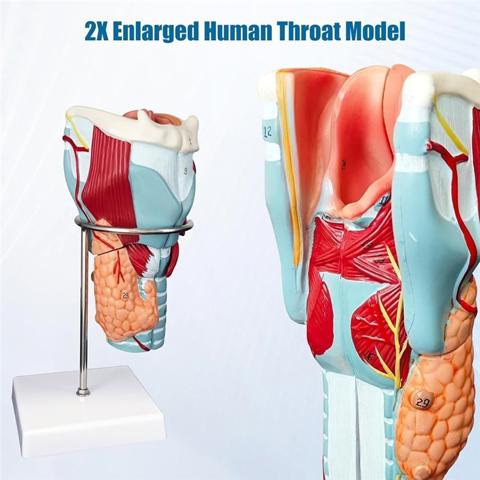 Анатомическая модель гортани человека, имитация увеличенного гортанного сустава - Для научного образовательного инструмента
