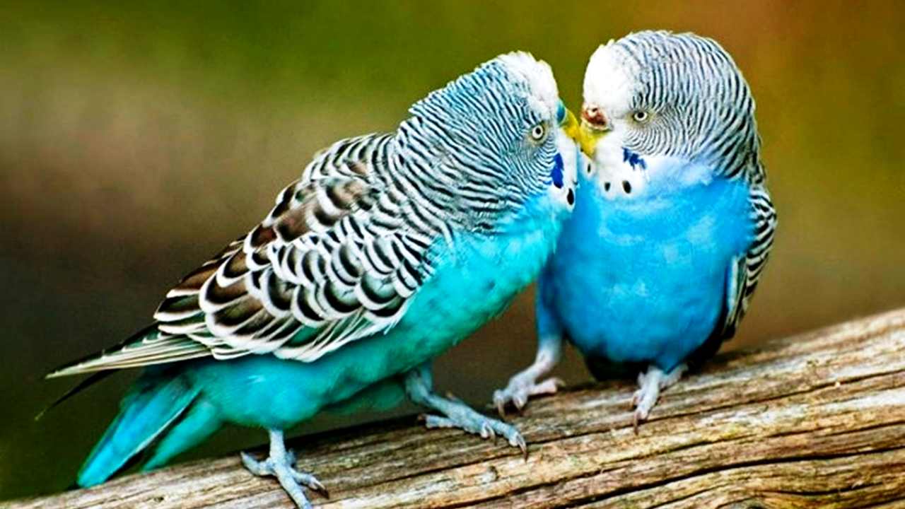 

LinxOne картина на холсте "Волнистые попугаи парочка" / декор для дома / интерьер / подарок / на стену / на кухню