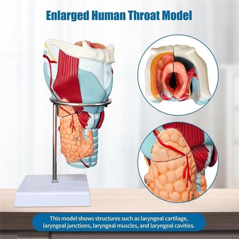 Анатомическая модель гортани человека, имитация увеличенного гортанного сустава - Для научного образовательного инструмента