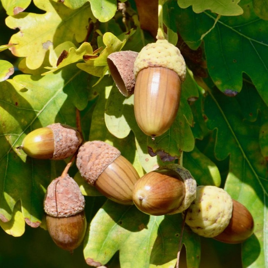 

Семена Дуб черешчатый 10 ШТ