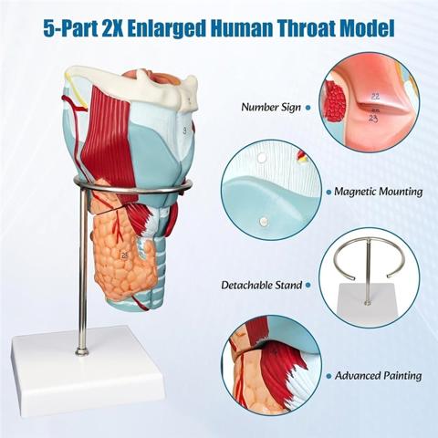 Анатомическая модель гортани человека, имитация увеличенного гортанного сустава - Для научного образовательного инструмента