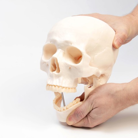 Анатомическая модель 'Макет черепа человека', 20x15x18 см