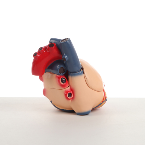 Анатомическая модель 'Макет сердца человека', 26x18x22 см