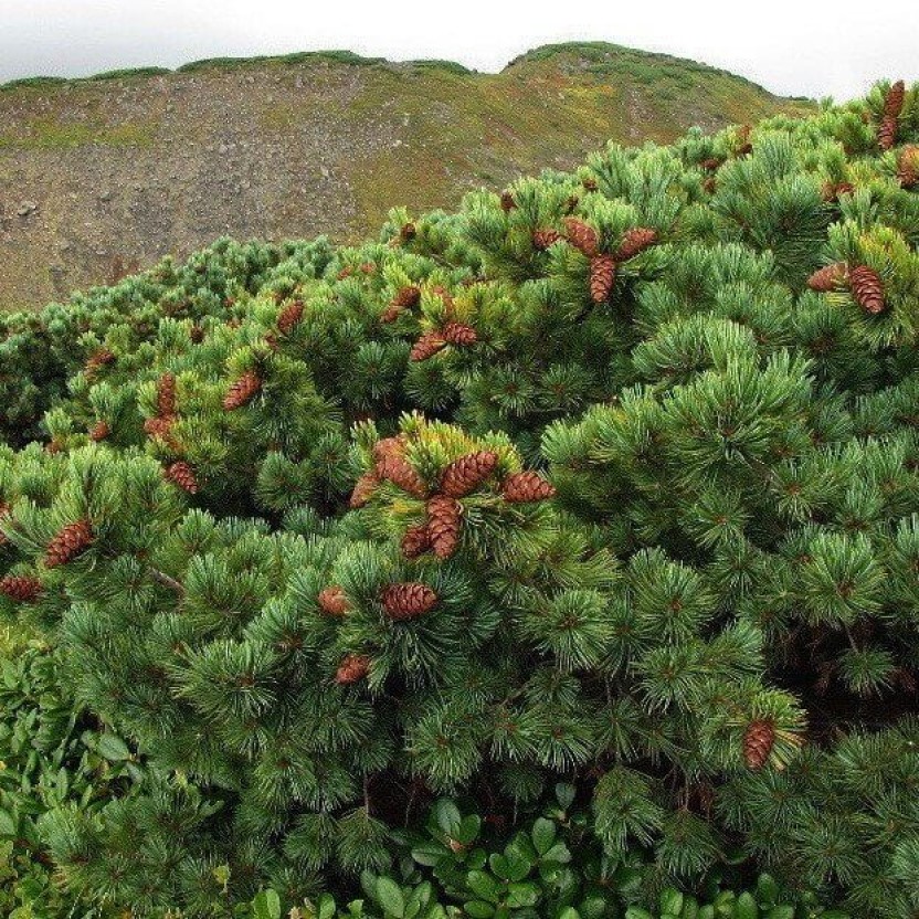 

Кедровый стланик семена 30 шт.