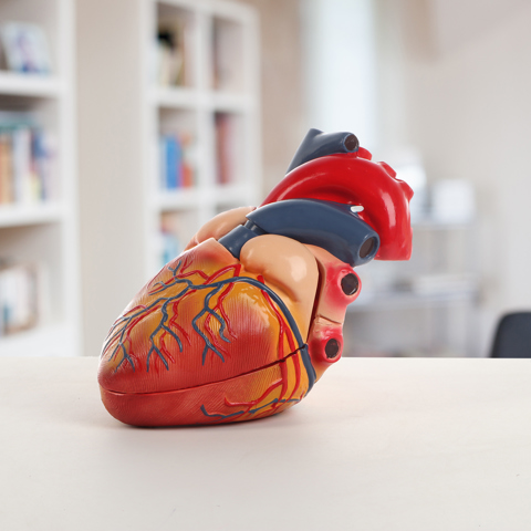 Анатомическая модель 'Макет сердца человека', 26x18x22 см