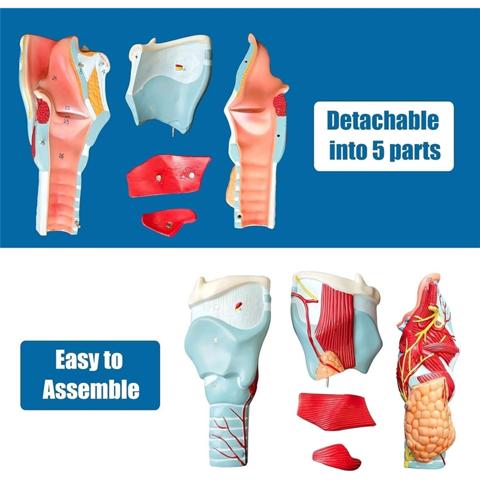 Анатомическая модель гортани человека, имитация увеличенного гортанного сустава - Для научного образовательного инструмента