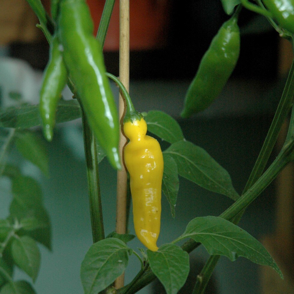 

Перец острый Aji Lemon семена 5 шт.