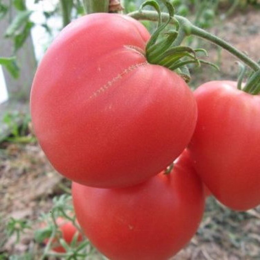 

Семена Томат Бычье Сердце розовый 10 ШТ