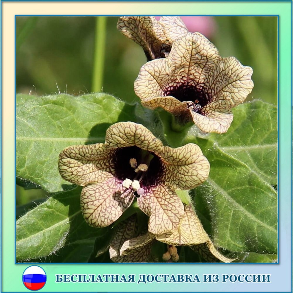 

Белена черная семена 100 ШТ