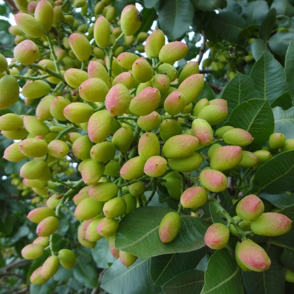 

Фисташка горная морозостойкая Таджикистан семена 10 шт.