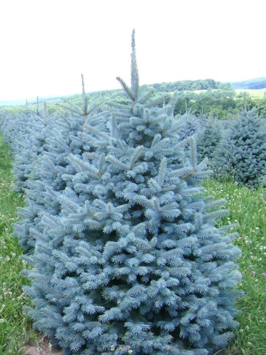 

Семена Ель голубая колючая (Picea pungens), 30 штук