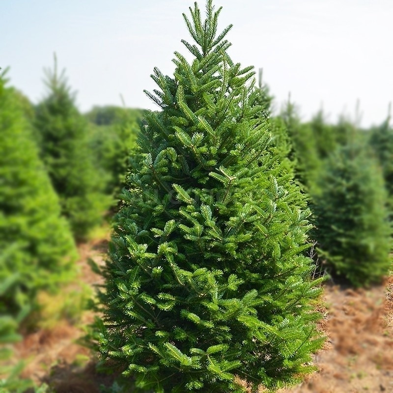 

Пихта бальзамическая Мичиганская СЕМЕНА 20 шт Семена хвойных