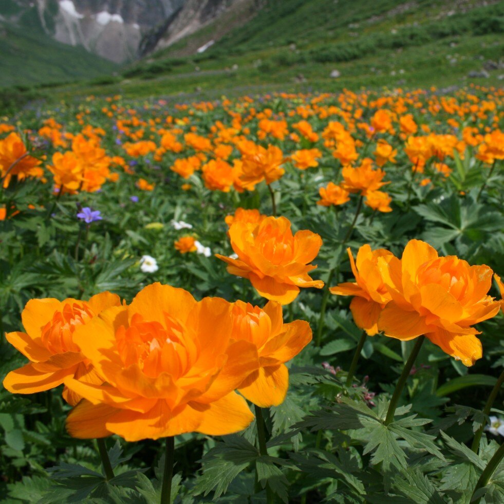 

Семена Купальница азиатская 20 ШТ