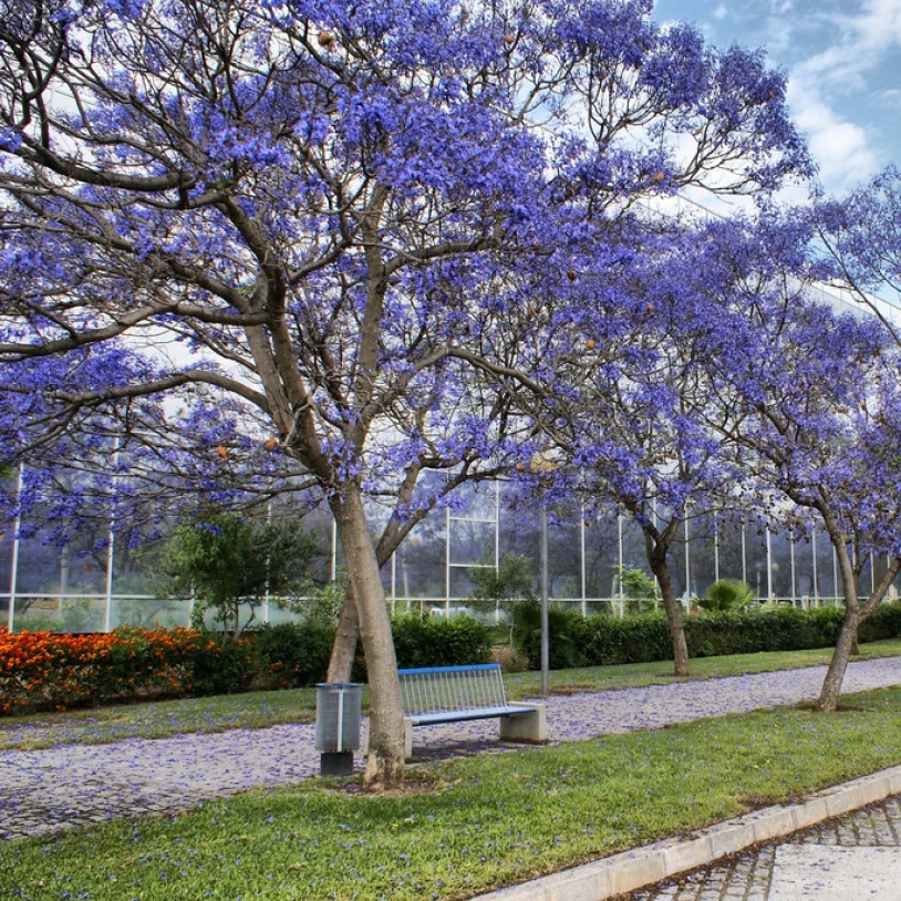 

Павловния войлочная семена 200 шт.