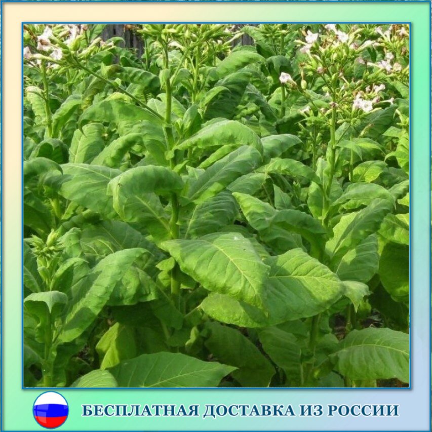 

Семена табака Герцеговина Флор Орешка 300 шт.