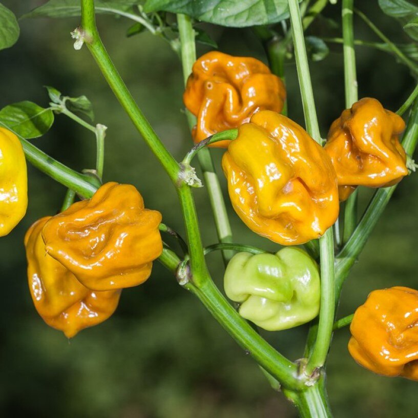 

Семена Острый перец Habanero Mustard 5 ШТ