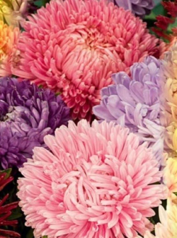 

Семена Астра Американская кустовая 30 ШТ