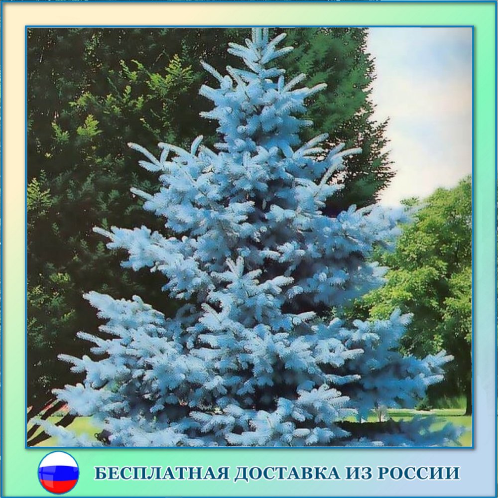 

Голубая ель семена 30 ШТ