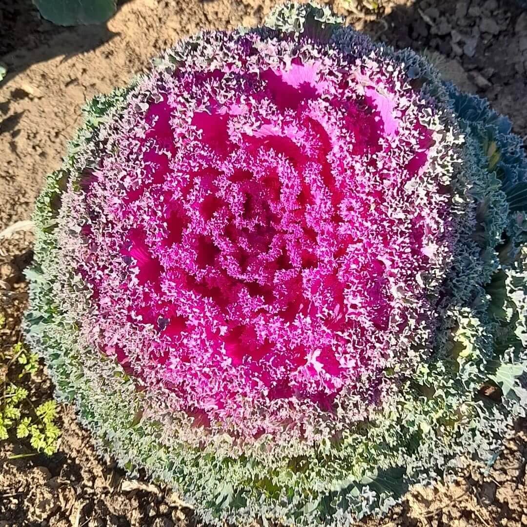 

Капуста декоративная Перламутр семена 30 шт.