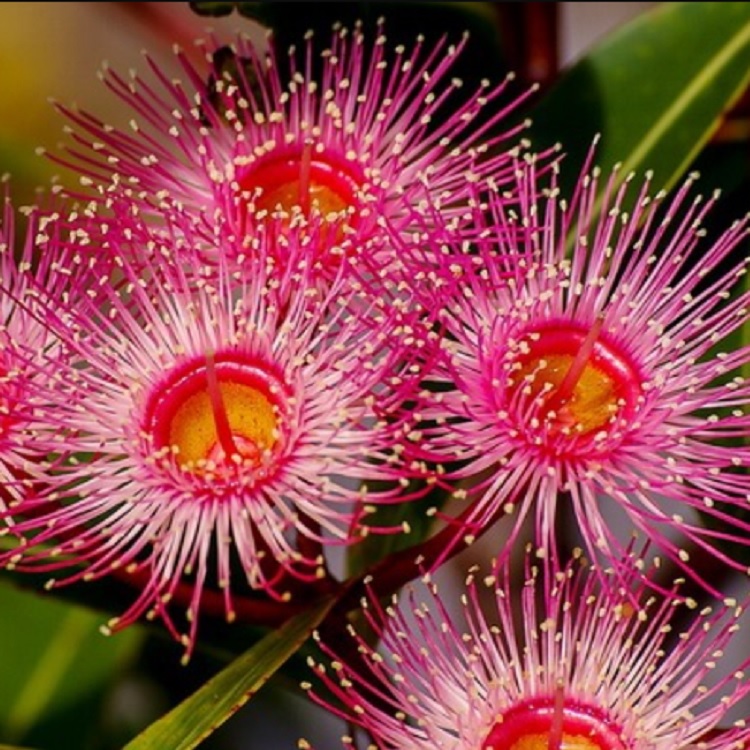 

Семена Эвкалипт Гибрид 500 ШТ