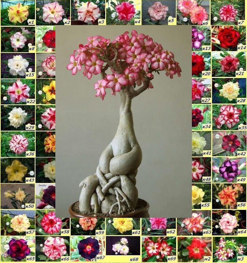 

100 семян, неразделенные по сортам, адениум тучный обесум, пустынная Роза