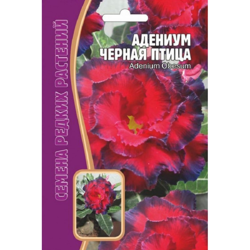 

Адениум Черная Птица СЕМЕНА (3 шт) суккуленты роза пустыни растения цветы