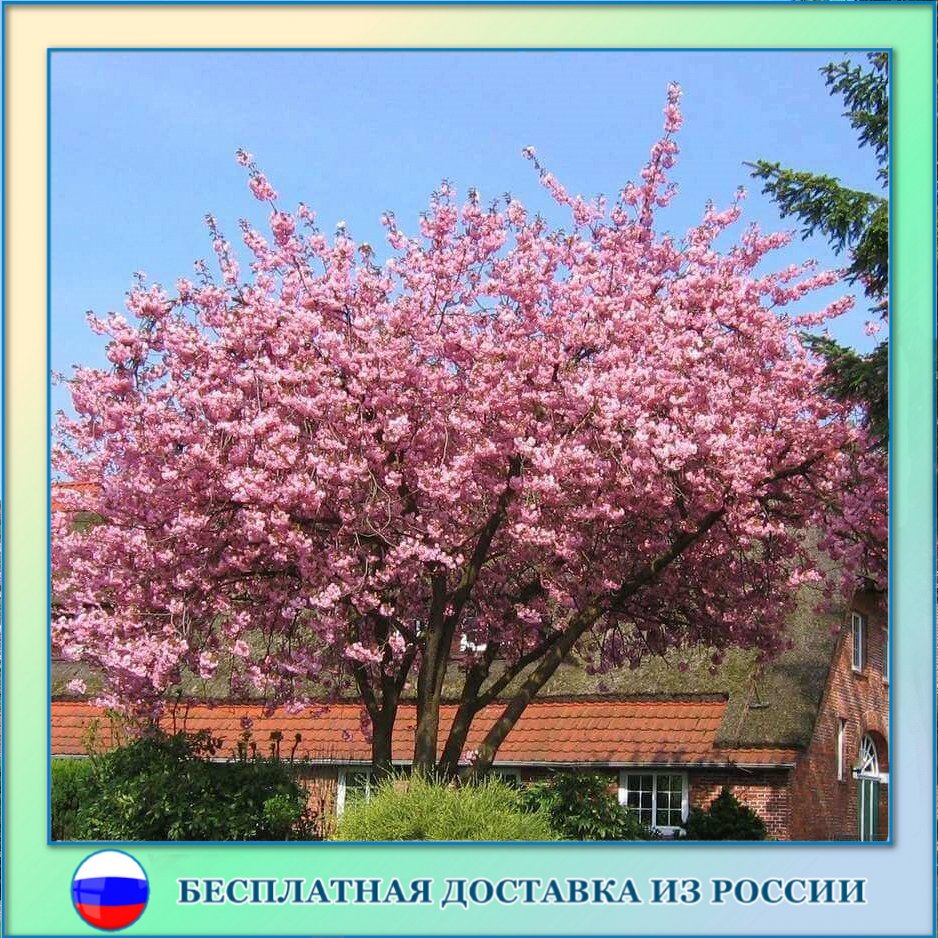 

Сакура вишня мелкопильчатая семена 10 ШТ