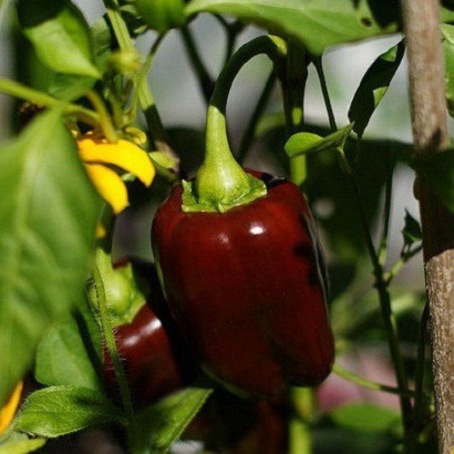 

Семена Перец сладкий Ингрид 10 ШТ