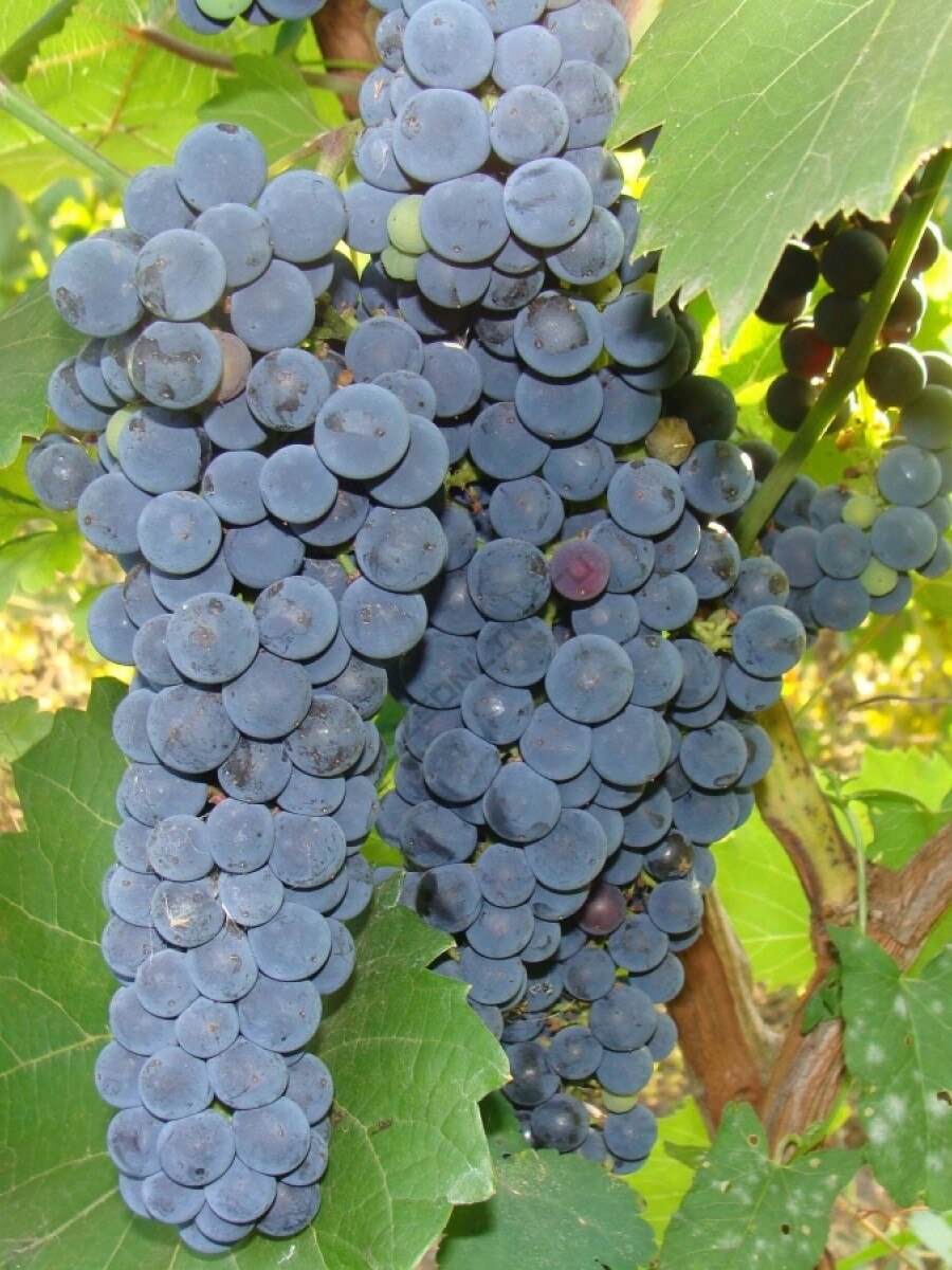

Семена Виноград амурский (Vitis amurensis), 15 штук