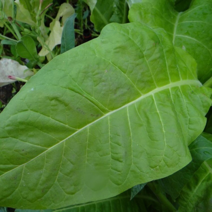 

Семена Табак Сигарный-7, 300 ШТ