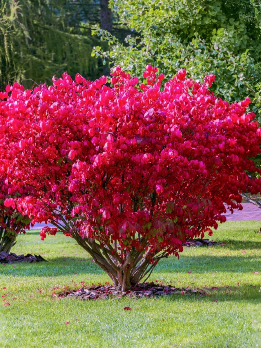 

Семена Бересклет европейский (Euonymus europaeus), 10 штук