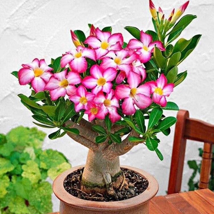 Адениум обесум mix семена 5 шт.