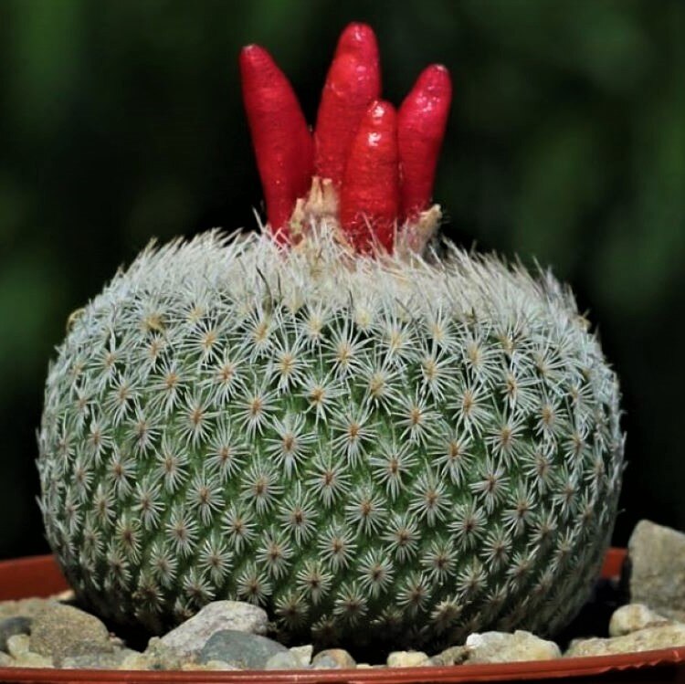 

Суккулент Кактус Epithelantha micromeris семена 10 ШТ