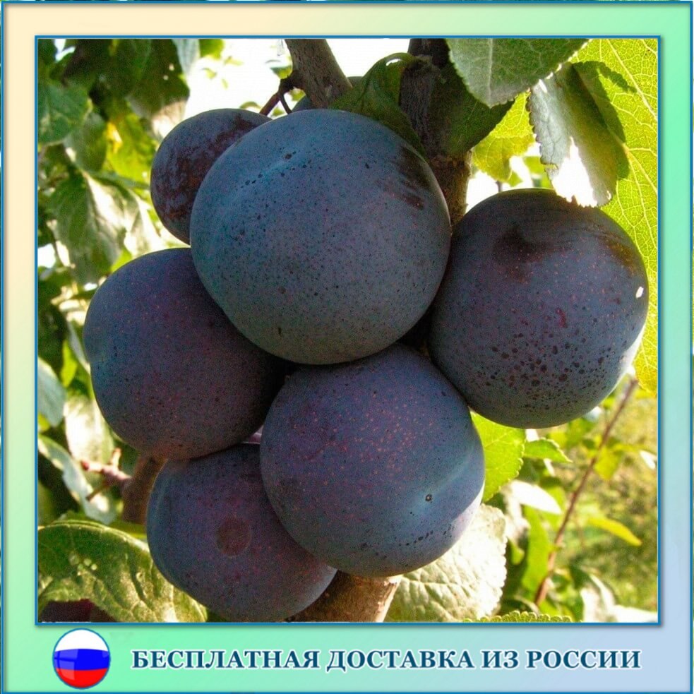

Слива чёрная крупноплодная круглая семена 5 ШТ