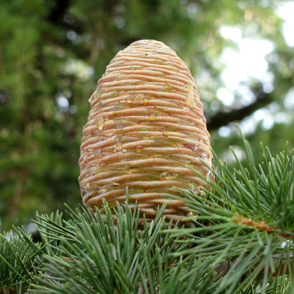 

Кедр гималайский Деодар семена 20 шт.