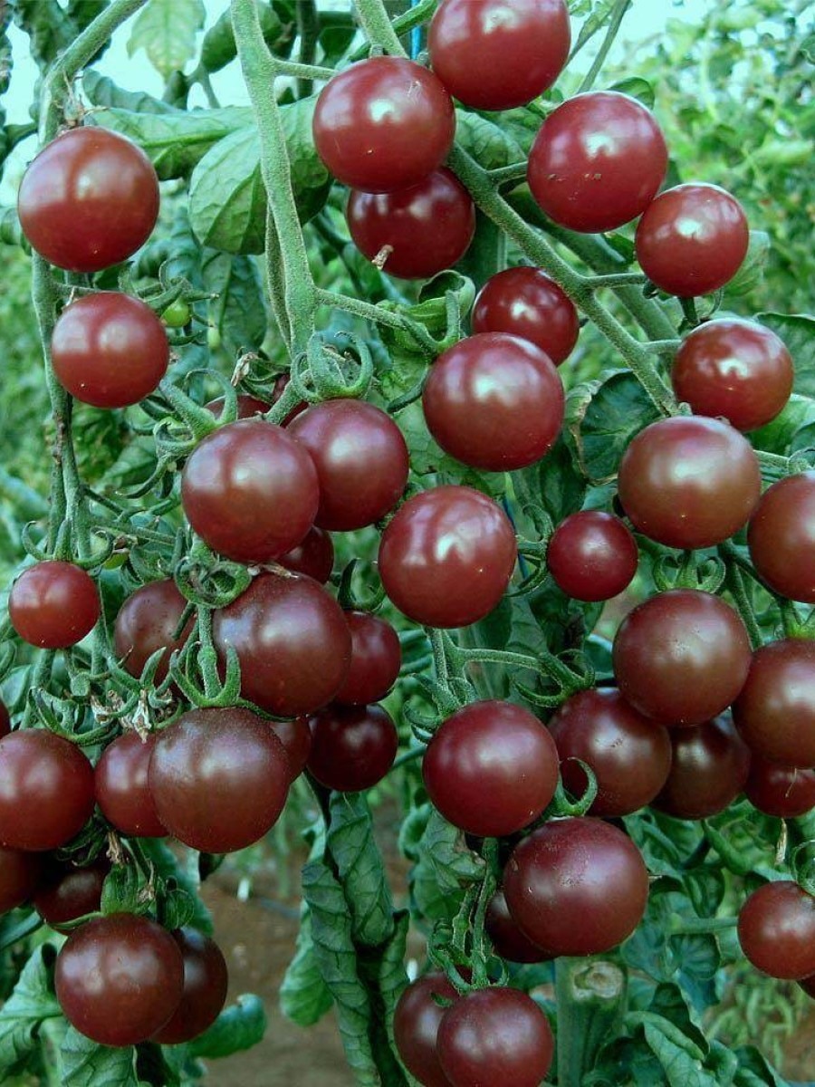 

Семена Томат Блек черри (Black cherry), 10 штук
